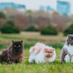 Pet Choices - white and brown long fur cat on green grass field during daytime