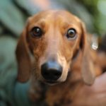 Shelter Pets - shallow focus photography of adult brown daschund