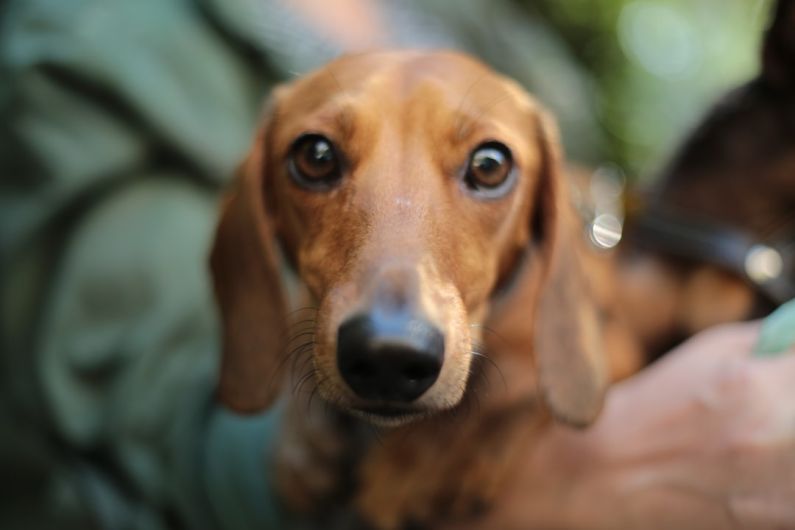 Shelter Pets - shallow focus photography of adult brown daschund