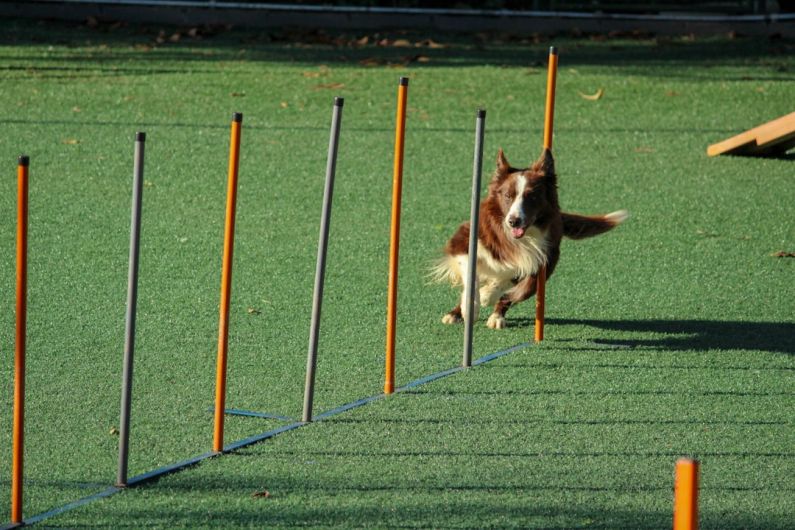 Training Dog - brown and white dog running through pole obstacles