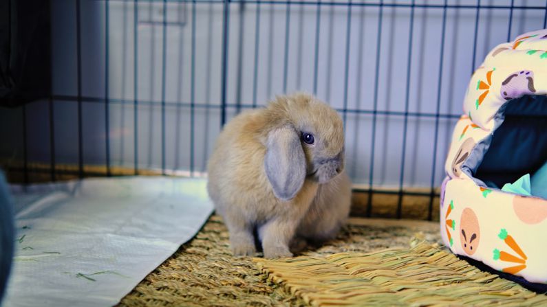 Exotic Pet - a small rabbit in a cage next to a stuffed animal