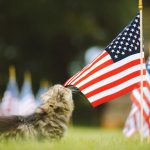 Pet Memorial - a cat sniffs the american flag on a lawn