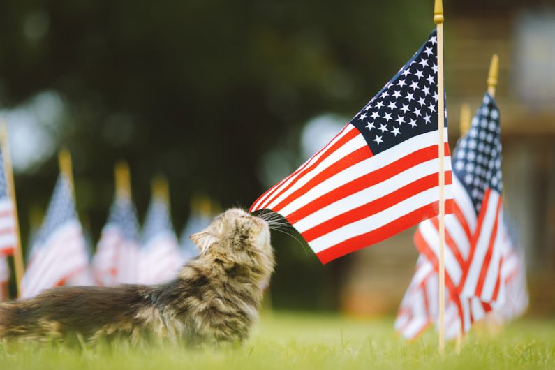 Pet Memorial - a cat sniffs the american flag on a lawn