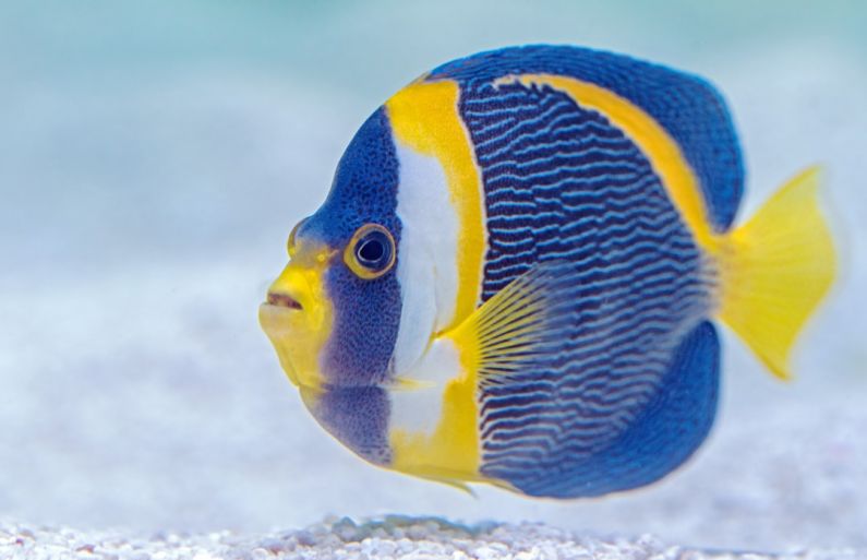 Aquarium Fish - selective focus photography of blue and yellow finned fish
