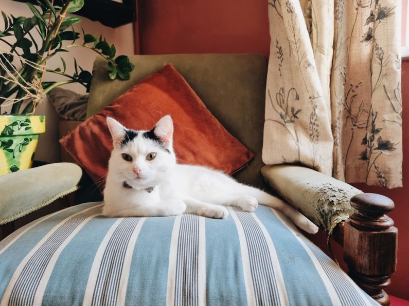 Houseplants Pets - a white and black cat laying on top of a couch