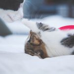 Pets Meeting - kitten poking cat's nose