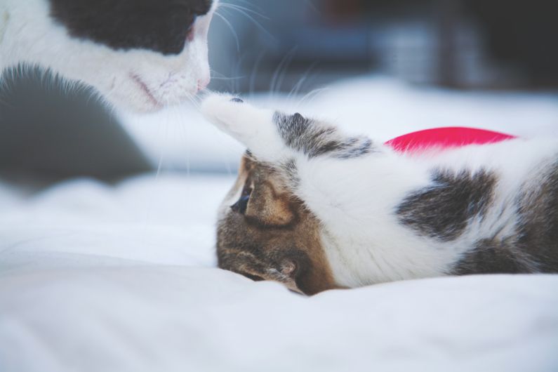 Pets Meeting - kitten poking cat's nose