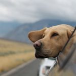 Traveling Pets - selective focus photography of Labrador in vehicle
