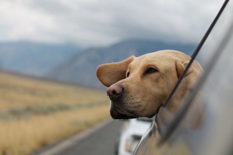 Traveling with Pets: What You Need to Know