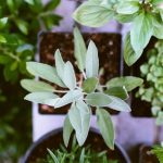 Indoor Herbs - shallow focus photography of green leafed plant