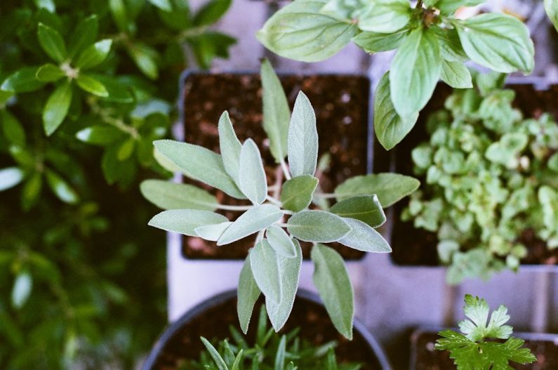 Indoor Herbs - shallow focus photography of green leafed plant