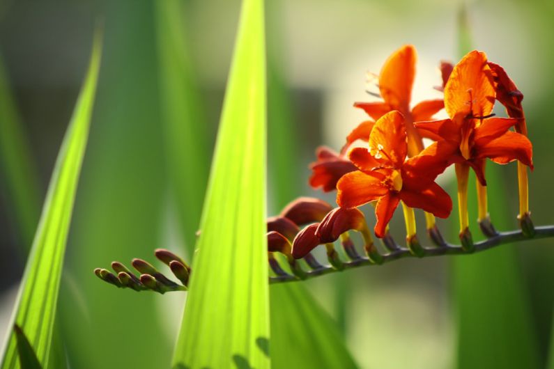 Container Plants - red and yellow flower in macro photography