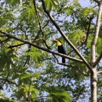 Wildlife Garden - black and yellow bird on tree branch during daytime