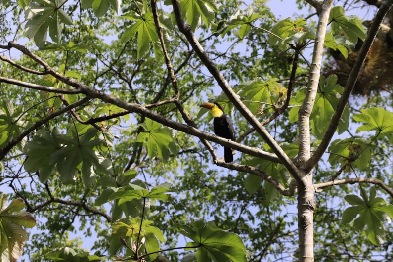 Wildlife Garden - black and yellow bird on tree branch during daytime